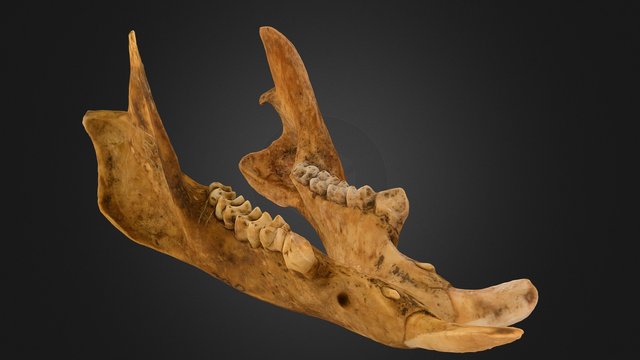 Possum Jaw Combined 3D Model