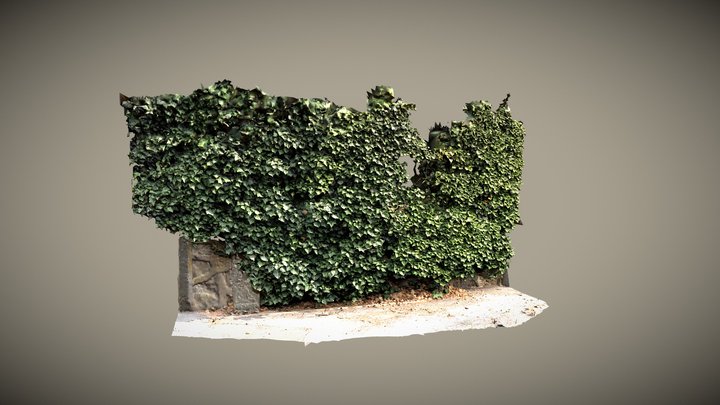Ivy 3D Model