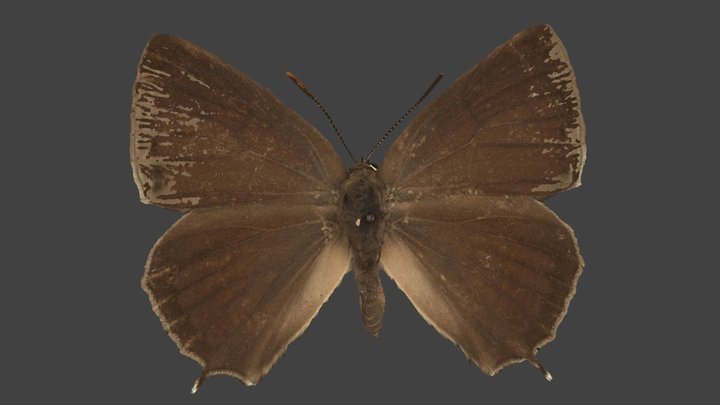 Favonius Quercus – Modello 3D gratuito STL