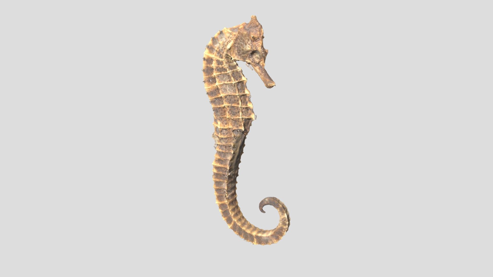 Sea Horse Female - Birch Aquarium