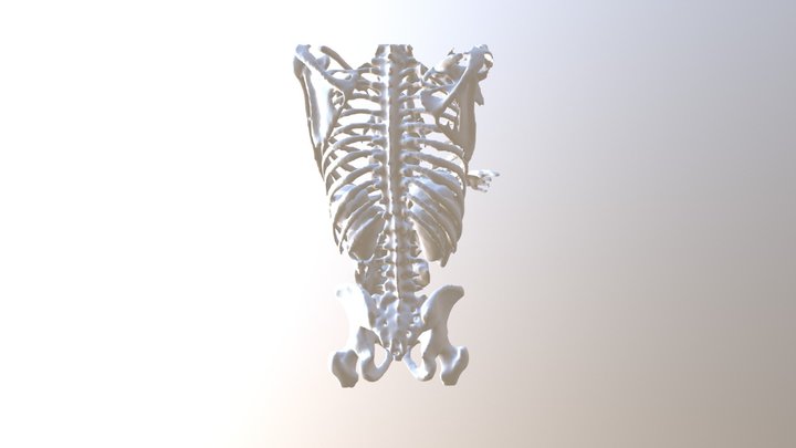 skeleton 1 3D Model