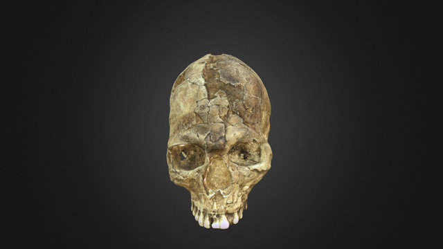 Homo sapiens 3D Model