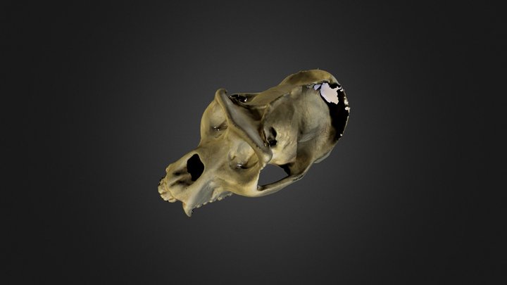 Gorilla skull  3D Model