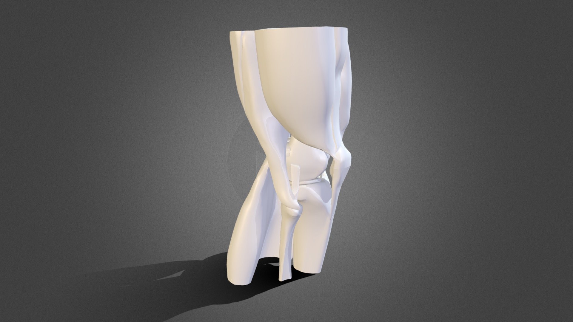 Knee joint muscle structure 3d model