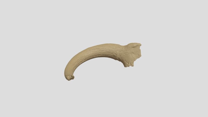 Aurochs Fossil 32-1