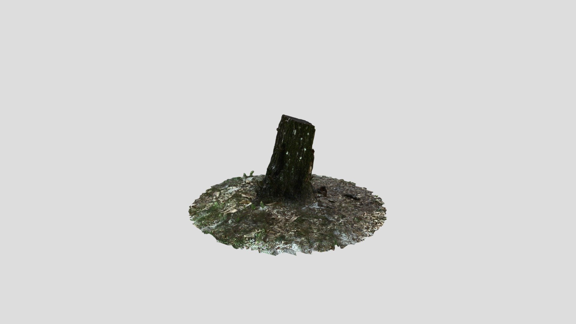 Tree Stump