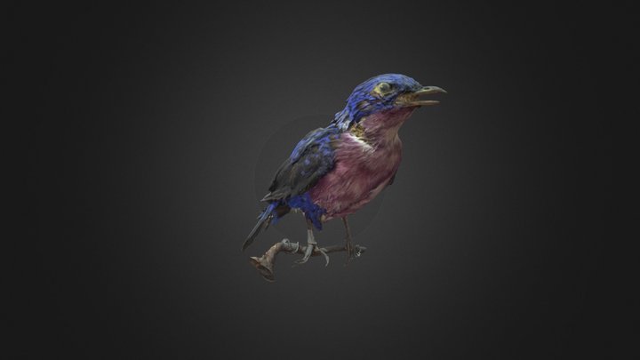 COTINGA! 3D Model