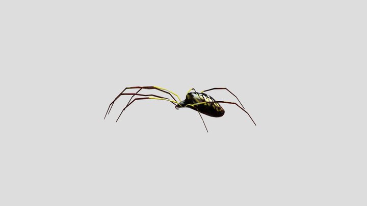 Spider 3D Model