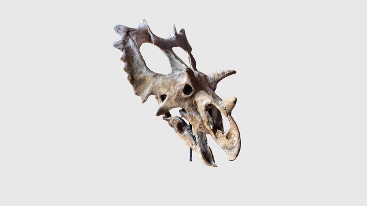 Spiclypeus fossil 3D Model