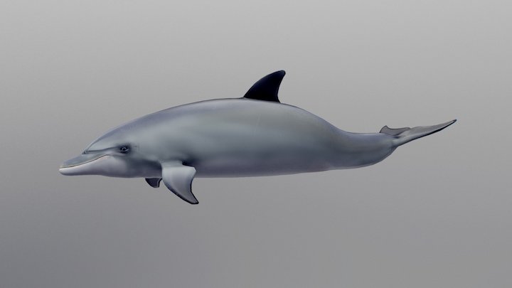 Bottlenosed Dolphin 3D Model