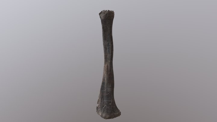DMNH EPV .95000 1342 Sauropod fibula 3D Model