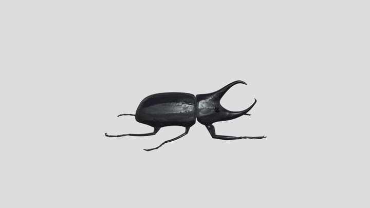 Simple Beetle (Low to High Poly) 3D Model
