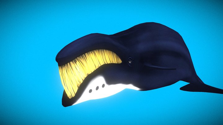 Bowhead whale hand painted 3D Model
