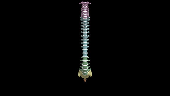 Anatomy of the Human Vertebral Column (+labels) 3D Model