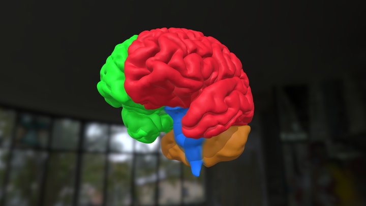 Cerebro MRI 3D Model