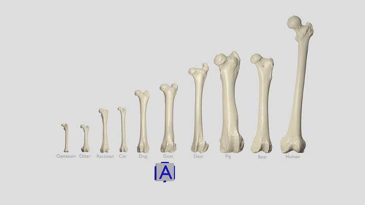 Left Femur Mammals – Modello 3D gratuito STL