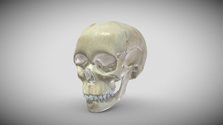 Child Skull 3D Model
