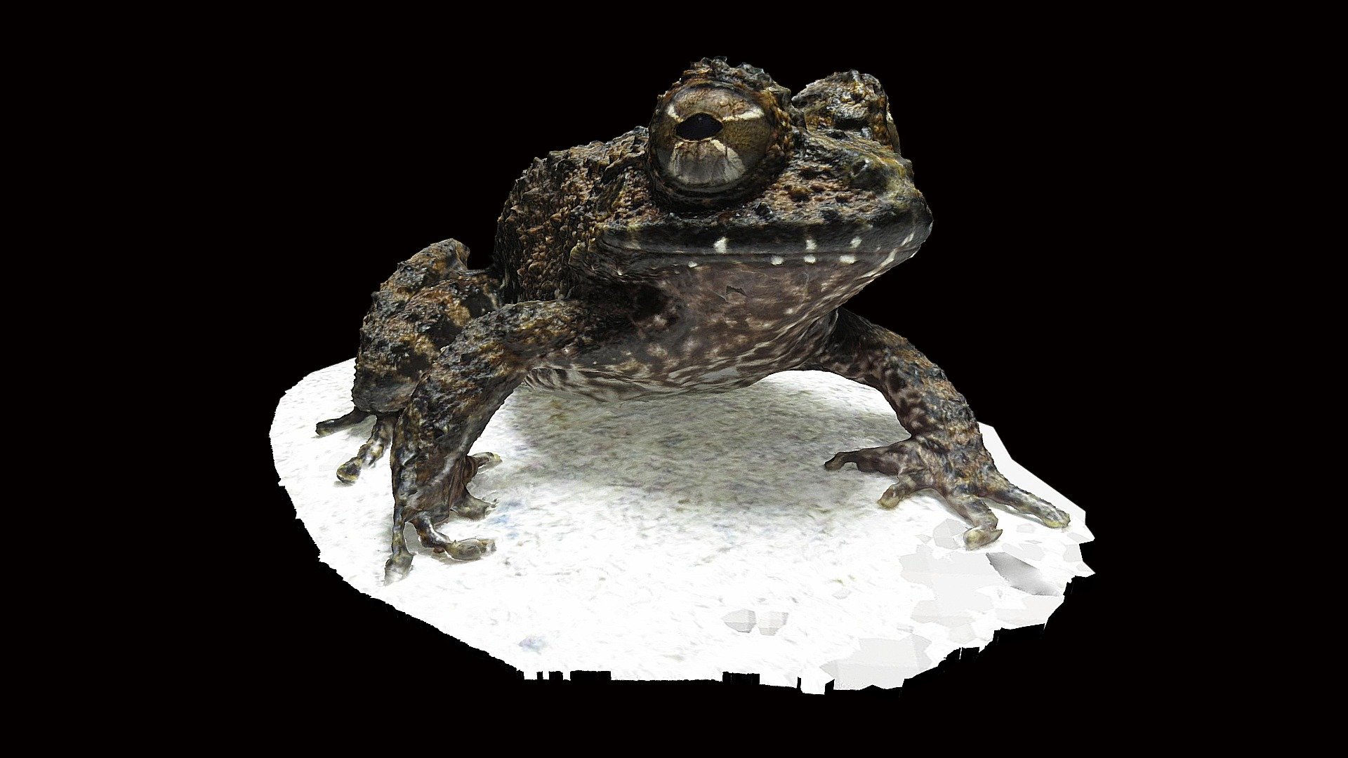 Model 24 - Rusty Robber Frog