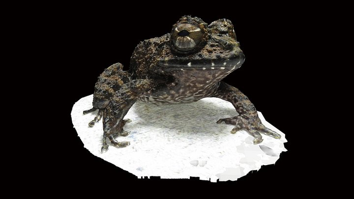 Model 24 - Rusty Robber Frog – Modelo 3D gratuito STL