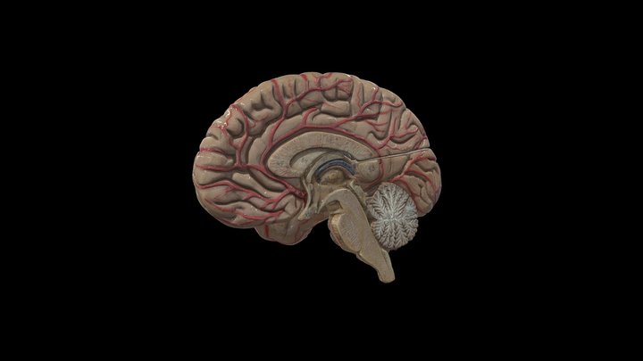 Prawa półkula mózgu 3D Model