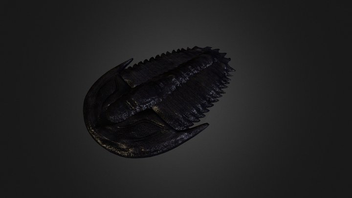 Trilobite 3D Model
