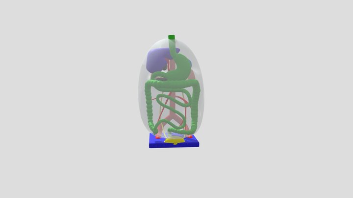 Peritoneal Cavity 3D Model