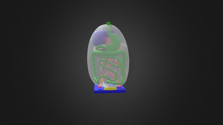 Peritoneal Cavity 3D Model