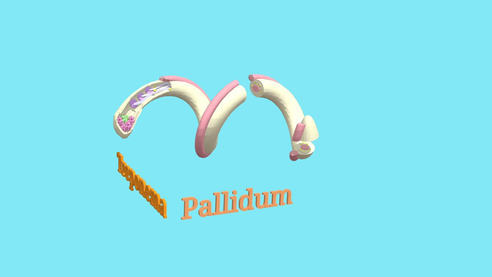 MICROUGHS_TreponemaPallidum_KSCG_NSC