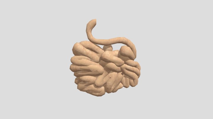 small_intestine_10393 3D Model