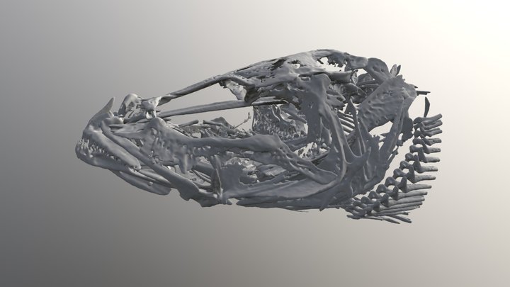 Asprocottus pulcher (TBGroup66 N) Head Only 3D Model