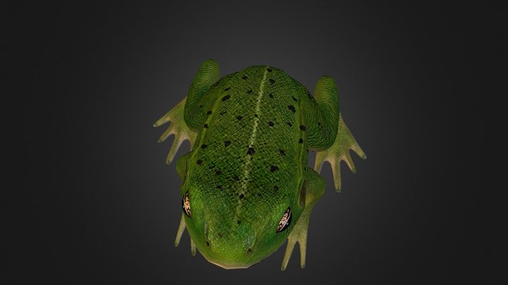 FrogCMpng 3D Model