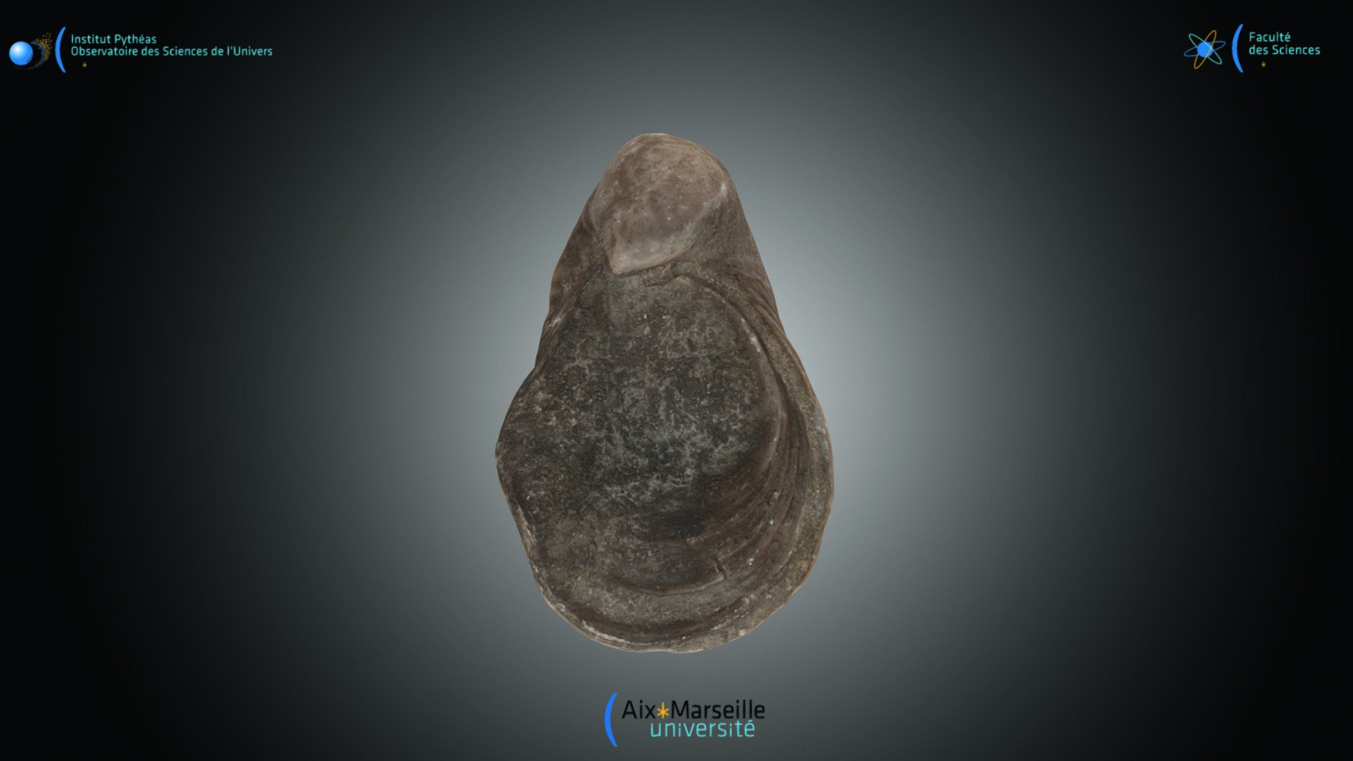 Bivalve - Liogryphea sp.
