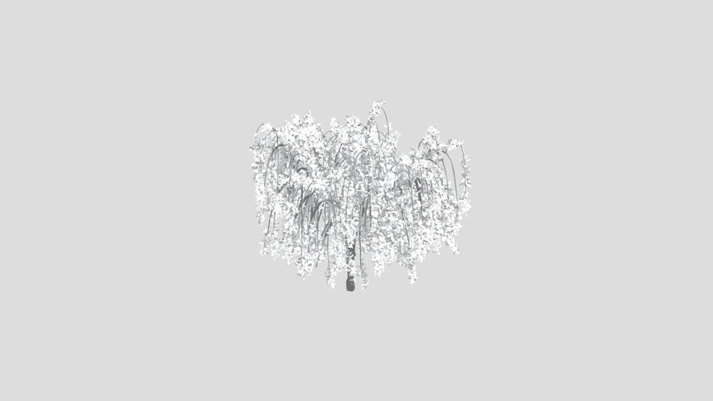 Willow Tree Hakuro Nishiki