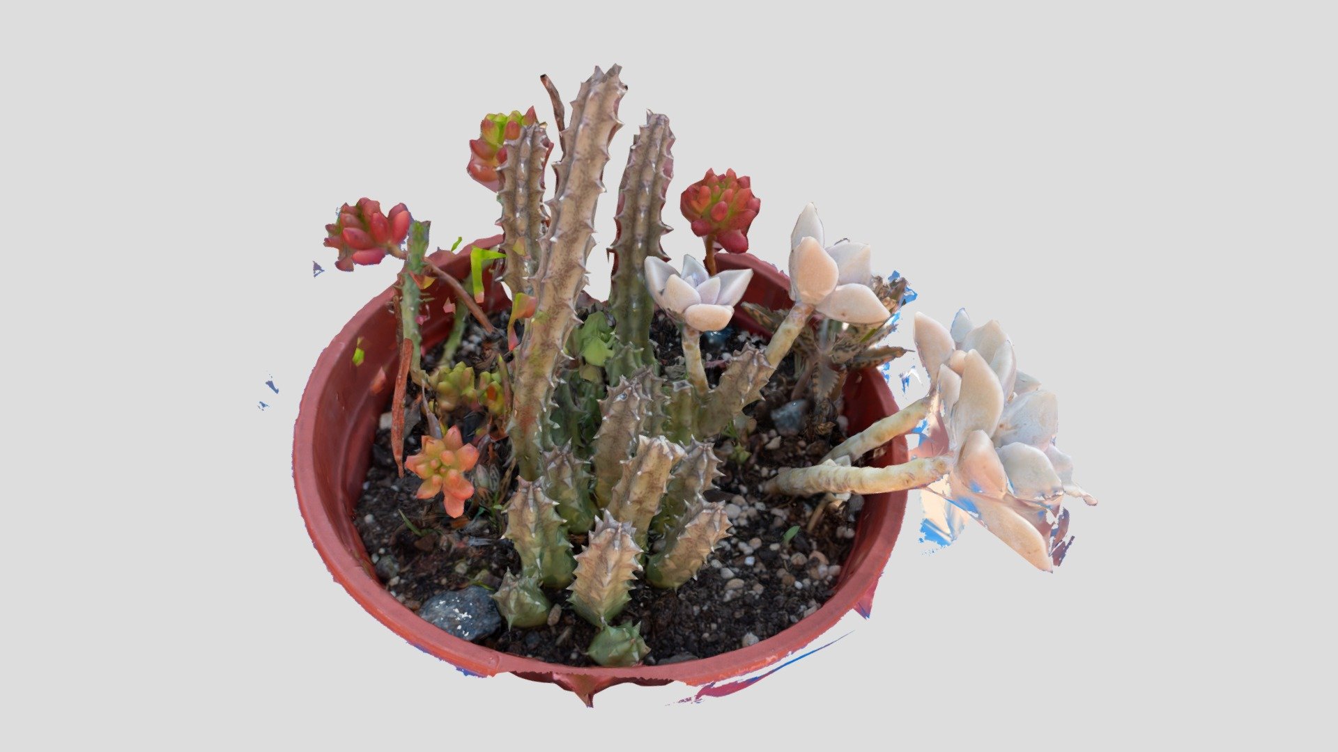 Plantas