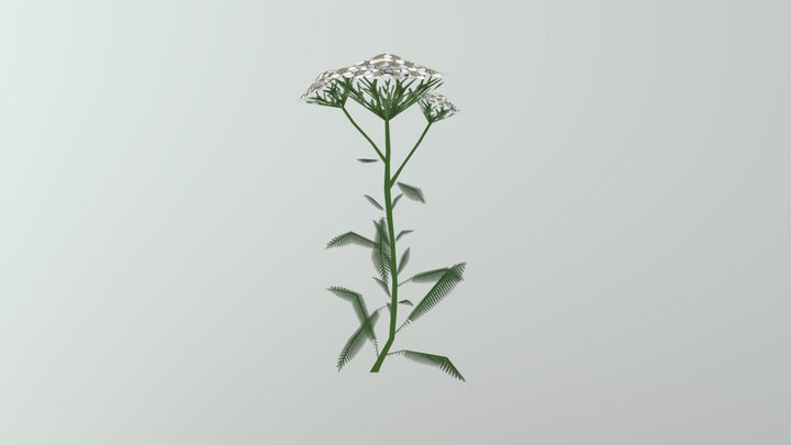 Yarrow 3D Model