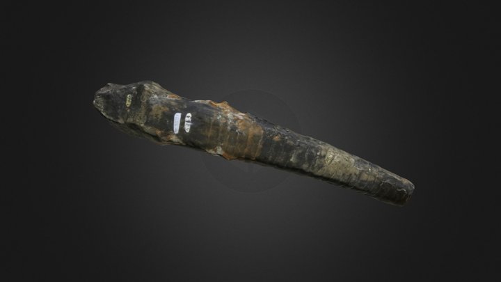 Cephalopod: Casteroceras alternatum (PRI 5363).