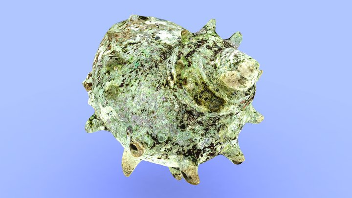 Turban shell - Metashape app 3D Model