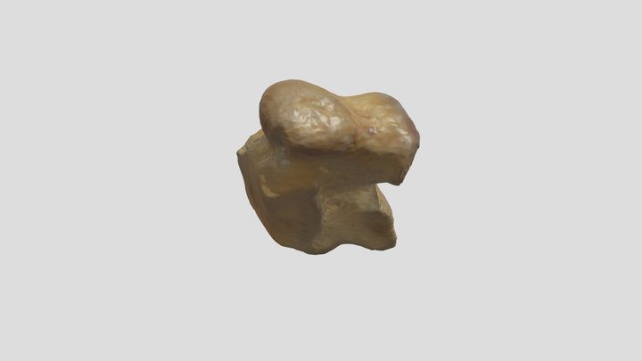 Stellar Sea Lion - Lateral Cuneiform (R) 3D Model