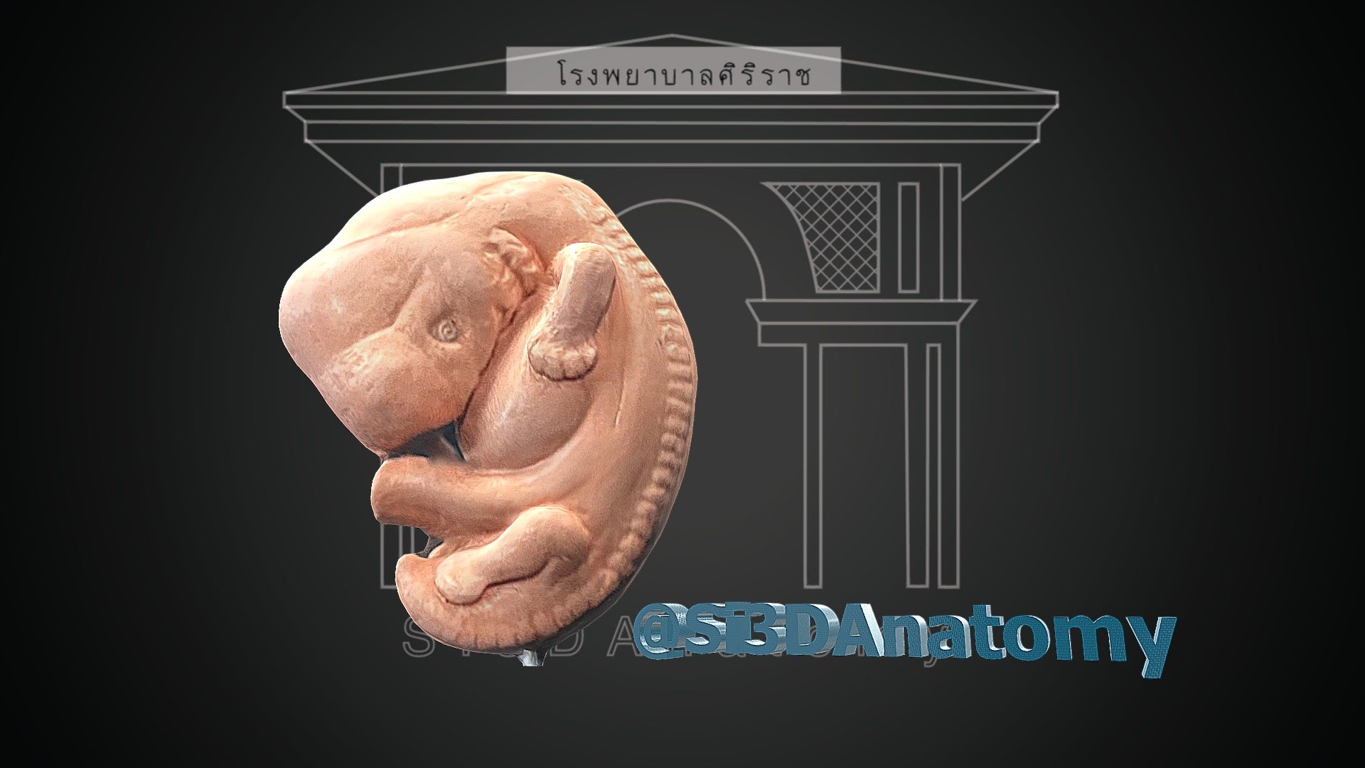 Facial Development & Pinna Development - 3D model by SI3DAnatomy ...