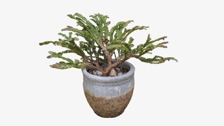 Schlumbergera bridgesil I