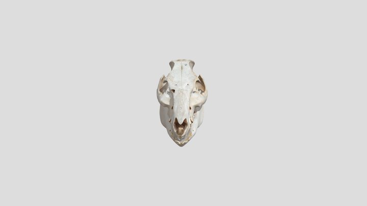 Juvenile Pig Skull 3D Model