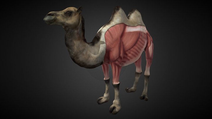Camello - Músculos 3D Model