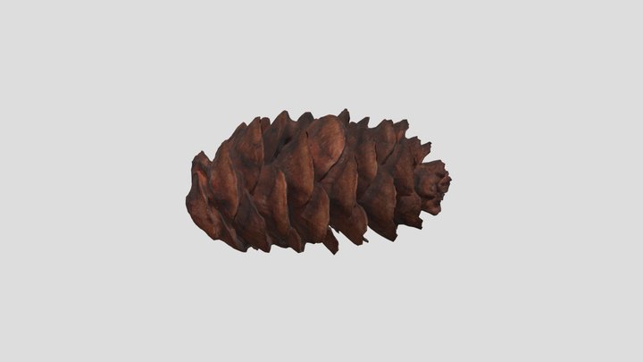 Pine cone – Free 3D Model STL