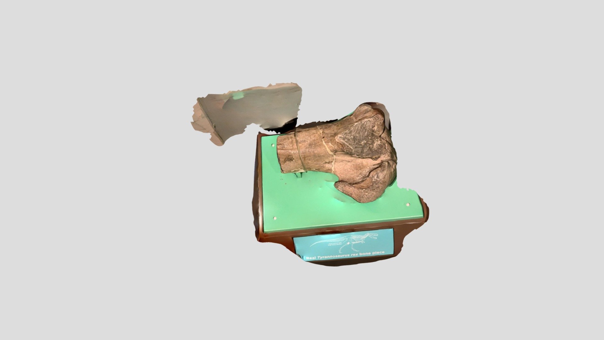real t rex bone