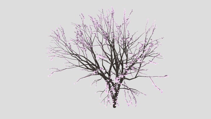 Cherry Blossom 3D Model