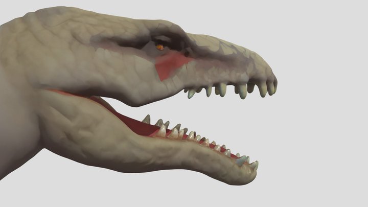 Dakosaurus head