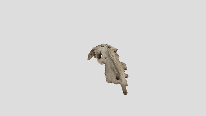 Alchemyverse-ceramic Bone 1 3D Model