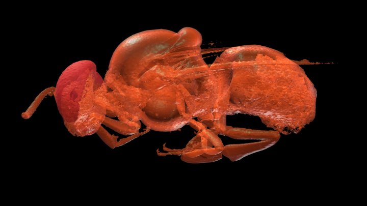 Apis mellifera - Drone - CT Scan 3D Model