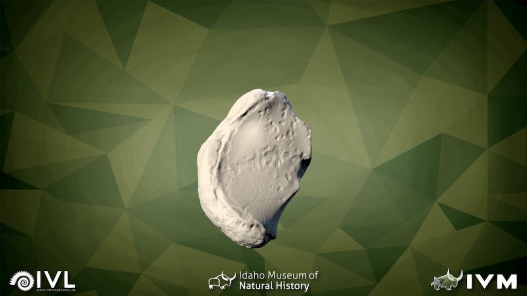 IMNH-78029-28056-L MESO ENTOCUNEIFORM