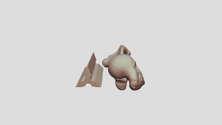 オットセイ♀若獣　上腕骨L 3D Model